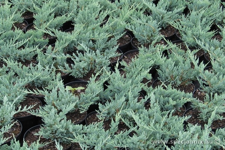 Talajtakaró örökzöld - Talajtakaró örözzöld - Juniperus horizontalis BLUE CHIP