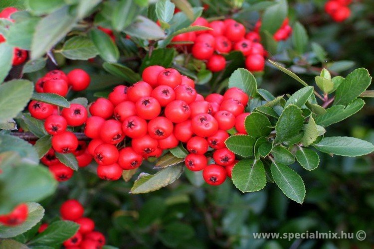Pyracantha MOHAVE